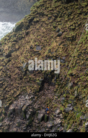 Comune di raccolta Guillemot uova (Uria aalge), Ingolfshofdi, Islanda Foto Stock