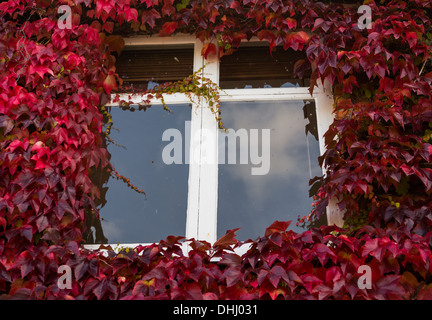 Growth of red and green ivy leaves surrounding a window Foto Stock