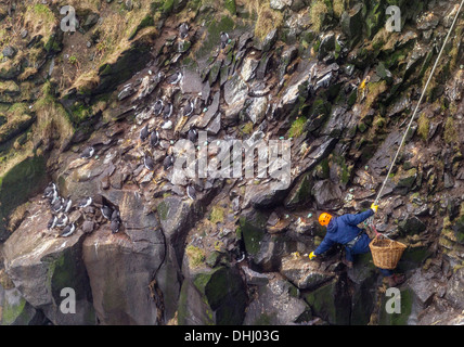 Comune di raccolta Guillemot uova (Uria aalge), Ingolfshofdi, Islanda Foto Stock