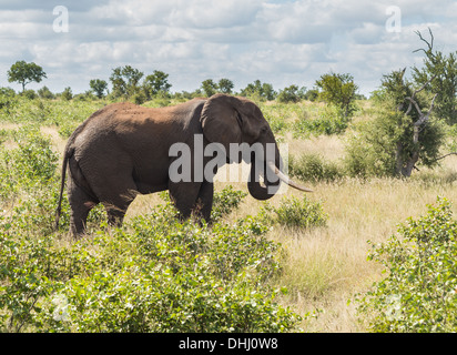 Elefante africano, Kruger National Park, Sud Africa Foto Stock
