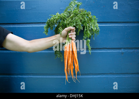 Uomo con mazzetto di carote organico Foto Stock