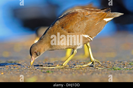 Femmina adulta Moorhen in cerca di cibo. Foto Stock
