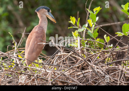 Foto di stock di una barca fatturati heron appollaia, Pantanal, Brasile. Foto Stock