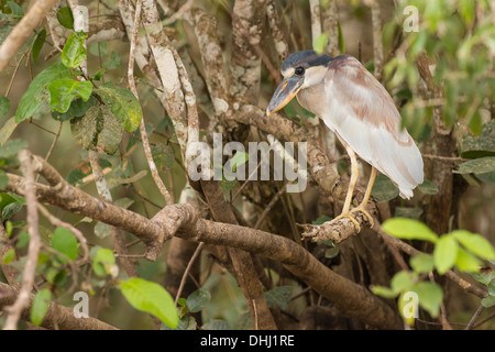 Foto di stock di una barca fatturati heron appollaia, Pantanal, Brasile. Foto Stock