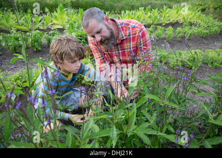 In azienda i figli adulti che lavorano insieme uomo giovane bambino guanti  da giardinaggio in piedi accanto al banco della pianticella di giovani  piante in Foto stock - Alamy