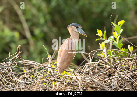 Foto di stock di una barca fatturati heron appollaia, Pantanal, Brasile. Foto Stock