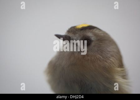 La Goldcrest, Regulus regulus, a Krapfoss vicino al lago Vansjø, Østfold, Norvegia. Foto Stock