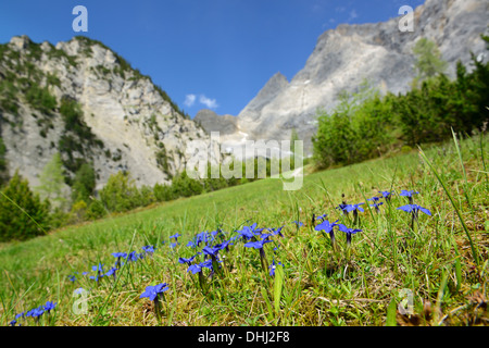 La molla genziana, Gentiana verna, su un prato alpino vicino al massiccio dello Zugspitze, gamma di Wetterstein, Tirolo, Austria Foto Stock