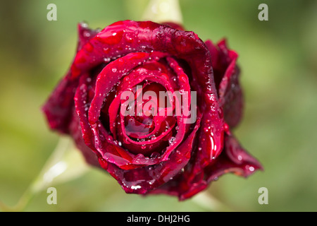 Una rosa rossa dopo la pioggia. Foto Stock