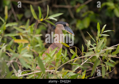 Foto di stock di una barca fatturati heron appollaia, Pantanal, Brasile. Foto Stock