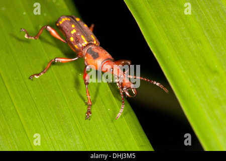 Coleottero colorato nella foresta pluviale di Altos de Campana National Park, provincia di Panama, Repubblica di Panama. Foto Stock