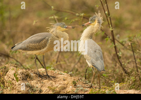 Foto di stock di novellame di sibilo heron, Pantanal, Brasile Foto Stock