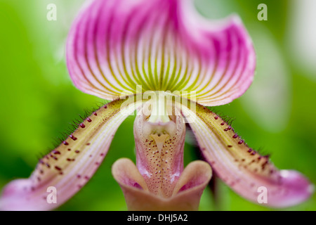 Close-up di immagine di un bel colore rosa Paphiopedilum fiore comunemente noto come pantofola Orchid, immagine presa contro un sfondo morbido Foto Stock