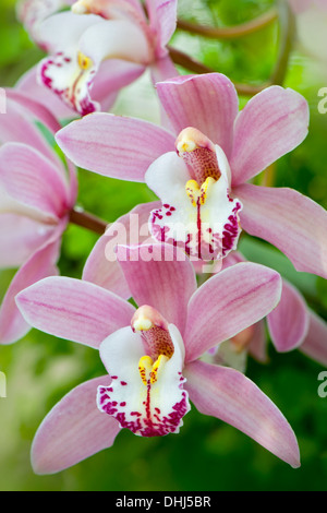 Close-up immagine della bella rosa Cymbidium orchid Gorey Faldouet può anche essere conosciuto come barca Orchid, presa contro un dolce sottofondo. Foto Stock