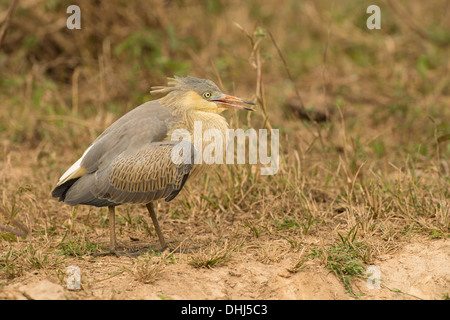 Foto di stock di novellame di sibilo heron, Pantanal, Brasile Foto Stock