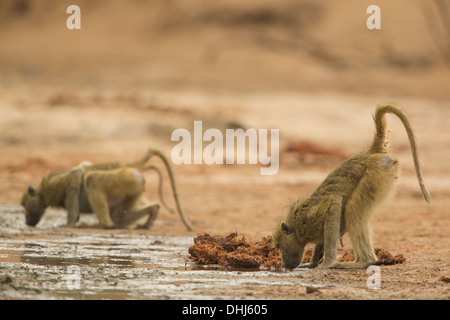 I babbuini Chacma (Papio ursinus) bere da molla fangose Foto Stock