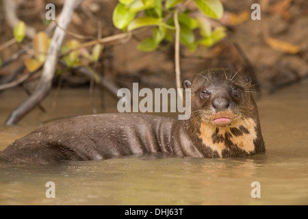 Foto di stock di un gigante di lontra di fiume nell'acqua, Pantanal, Brasile. Foto Stock