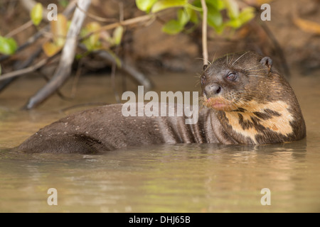 Foto di stock di un gigante di lontra di fiume nell'acqua, Pantanal, Brasile. Foto Stock