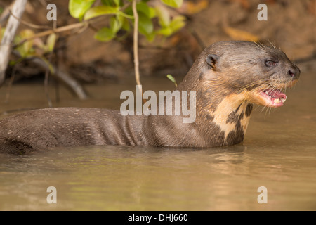 Foto di stock di un gigante di lontra di fiume nell'acqua, Pantanal, Brasile. Foto Stock