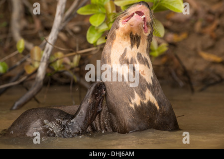 Foto di stock di un gigante di lontra di fiume nell'acqua, Pantanal, Brasile. Foto Stock