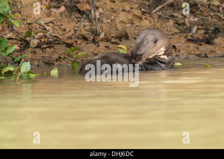 Foto di stock di un gigante di lontra di fiume nell'acqua, Pantanal, Brasile. Foto Stock