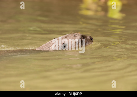 Foto di stock di un gigante di lontra di fiume nell'acqua, Pantanal, Brasile. Foto Stock