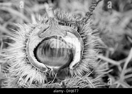 Albero di castagno nella capsula di frutta nero-bianco Foto Stock