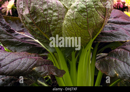 Pianta di cavolo (Brassica oleracea) closeup di foglie e di steli in piena fioritura imbevuto con gocce di pioggia Foto Stock