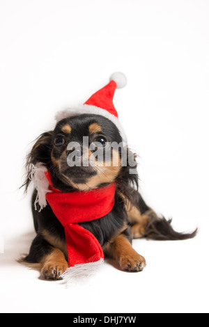 Cute cane in abito di Natale Foto Stock