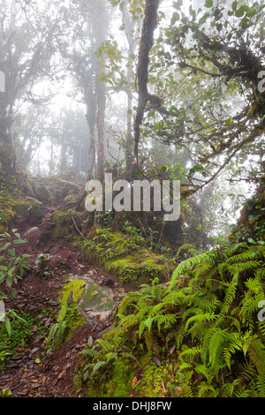 Gunung Brinchang, Cameron Highlands, Malaysia, cloud mossy habitat della foresta dettaglio Foto Stock