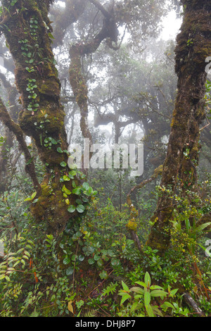 Gunung Brinchang, Cameron Highlands, Malaysia, cloud mossy habitat della foresta dettaglio Foto Stock