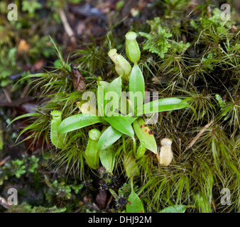 Piccolo lanciatore piante, Nepenthes sp. Cameron Highlands, foresta di muschio. Gunung Brinchang Foto Stock