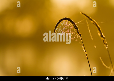 Una rugiada laden ragnatela sospesa da un'erba seme head brilla al sole al mattino Foto Stock