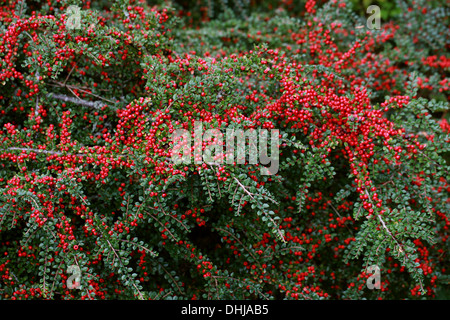 Cotoneaster, Cotoneaster horizontalis, rosacee. Cina occidentale. Foto Stock