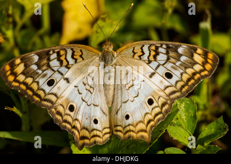 Close-up di un bianco farfalla pavone (Anartia jatrophae) Foto Stock
