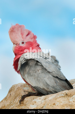 Galah, o rosa-breasted Cockatoo (Eolophus roseicapilla), Deserto Pinnacles, Nambung National Park, Australia occidentale Foto Stock