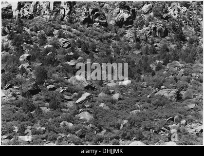 Una vista di una foresta stagnata sulle pendici esposte di Zion, con alberi di pinone e ginepro dello Utah, con aree di quercia mista dal vivo, che mostrano la vegetazione unica della regione. Foto Stock