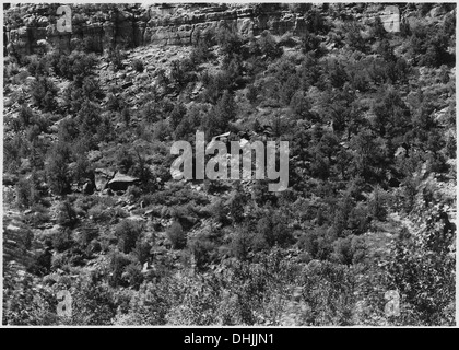 Una vista di una foresta stagnata sul pendio esposto di Zion, con Utah Juniper e Pinon Pine Trees, occasionalmente mescolati con Live Oak. Il paesaggio mostra gli effetti di condizioni difficili sulla crescita della vegetazione. Foto Stock