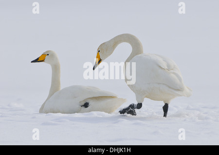 Cigno selvatico Foto Stock