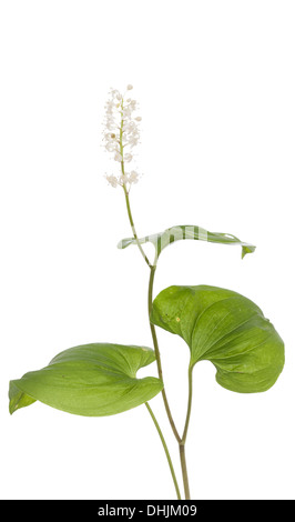 Il giglio della valle (Maianthemum bifolium) su sfondo bianco Foto Stock