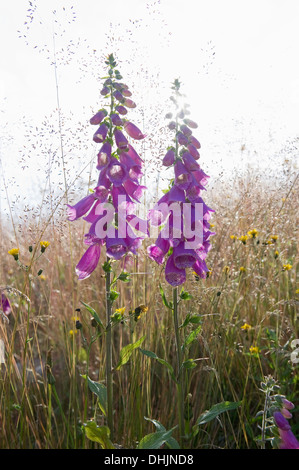 Foxglove in un prato a Hochfirst, Titisee, Foresta Nera, Baden-Wuerttemberg, Germania, Europa Foto Stock