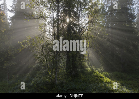 Raggi di sole cadere attraverso gli alberi, Svezia Foto Stock