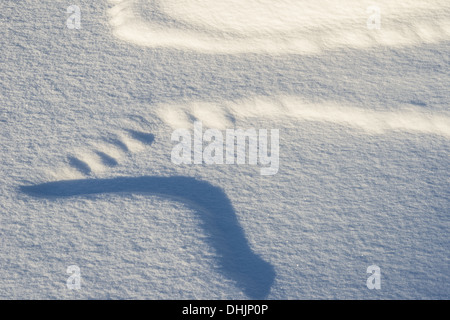 Coperta di neve strutture, Muddus NP, Svezia Foto Stock