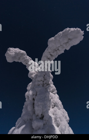 Coperta di neve abeti rossi al chiaro di luna, Svezia Foto Stock