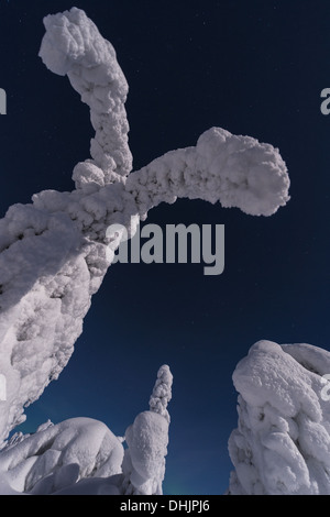 Coperta di neve abeti rossi al chiaro di luna, Svezia Foto Stock