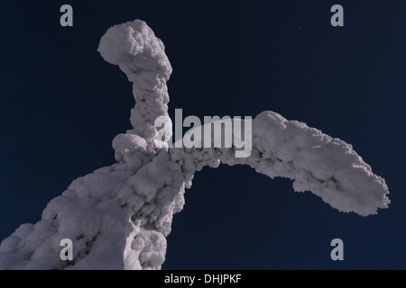 Coperta di neve abeti rossi al chiaro di luna, Svezia Foto Stock