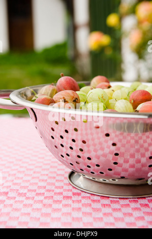 Appena raccolto uva spina, raccolto, frutta Foto Stock