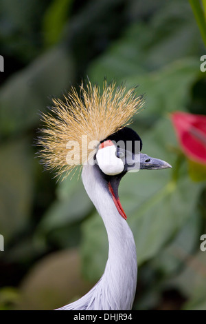 Southern coronata gru grigio Foto Stock