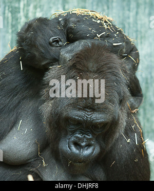 Baby gorilla addormentato sulla mamma,s indietro Foto Stock