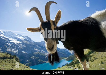 Capra e lago Oeschinensee, Kandersteg, Oberland bernese, il Cantone di Berna, Svizzera, Europa Foto Stock